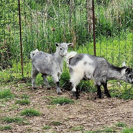 Domaine Des Gallinaces Chalet Sussex 2-4P Marigny-les-Reullee Buitenkant foto