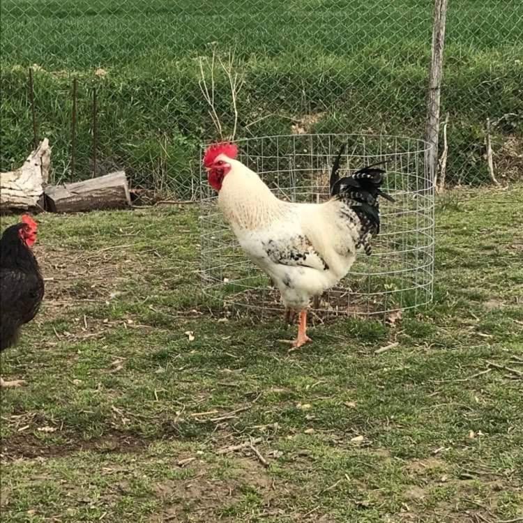 Domaine Des Gallinaces Chalet Sussex 2-4P Marigny-les-Reullee Buitenkant foto
